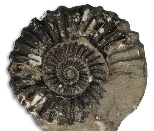 Androgynoceras lataecosta with "hook", overgrown bivalve or worm,  6 cm