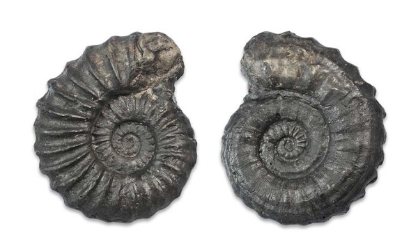 Asteroceras sp. forma aegra juxtacarinata, cast, 5 cm