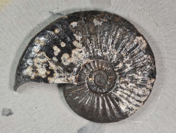 Amaltheus stokesi without keel, 11 cm