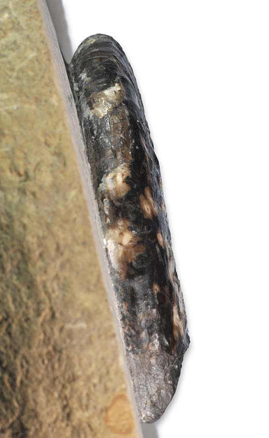 Amaltheus stokesi without keel, 11 cm, keel view