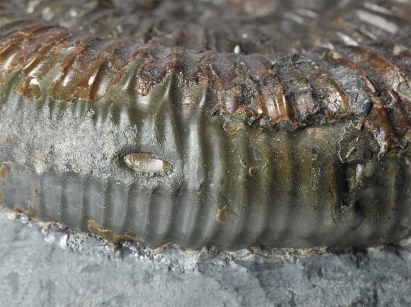 Dactylioceras sp. forma aegra concreta, pearl 2 mm diameter