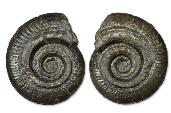 Dactylioceras semipolitum, 6 cm, showing both sides