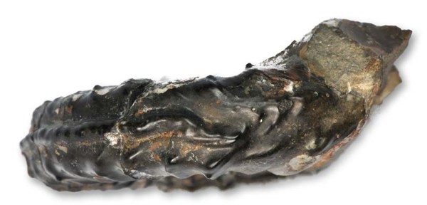 Pleuroceras sp. forma aegra undaticarinata, 3 cm