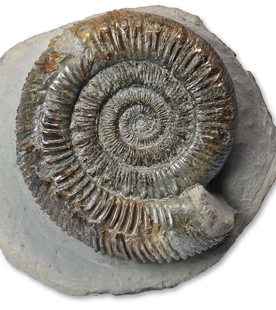 Peronoceras fibulatum forma aegra verticata, 7 cm