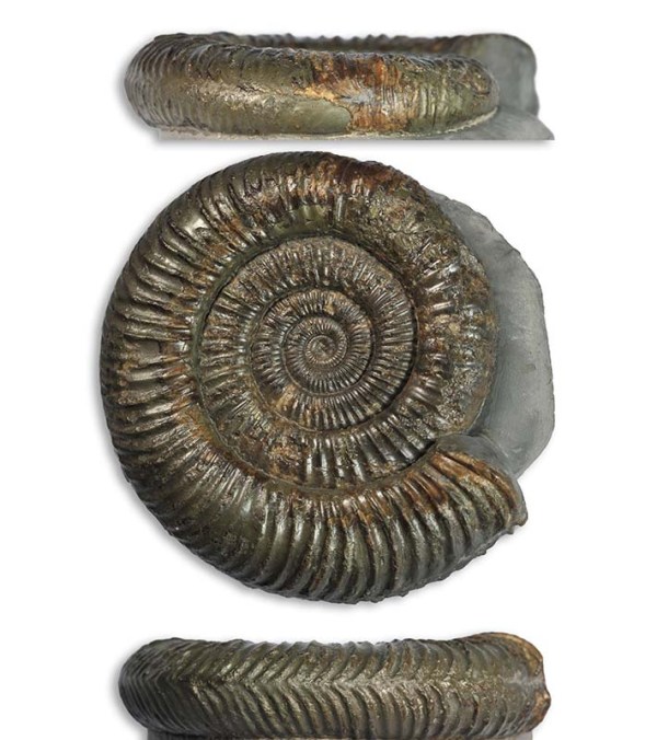 Dactylioceras sp. forma aegra pseudocarinata, 7 cm