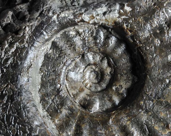 Amaltheus gibbosus (SCHLOTHEIM 1820), Hawsker Bottoms, inner whorl, width of view ca. 2.5 cm