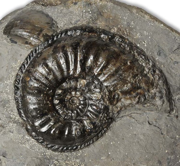 Amaltheus gibbosus (SCHLOTHEIM 1820), Hawsker Bottoms, 6 cm diameter