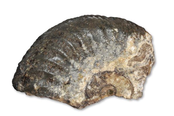 Amaltheus gibbosus (SCHLOTHEIM 1820), Staithes, width of fragment 5 cm