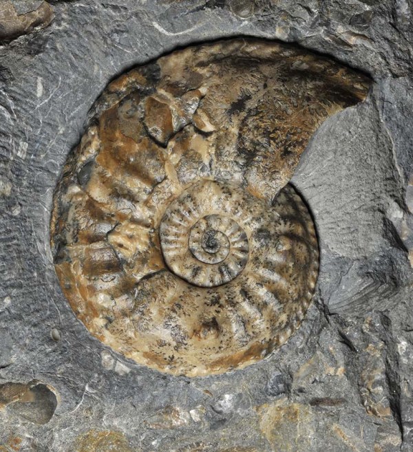 Amaltheus gibbosus (SCHLOTHEIM 1820), Prince Charles Cave, Isle of Skye, 8.5 cm