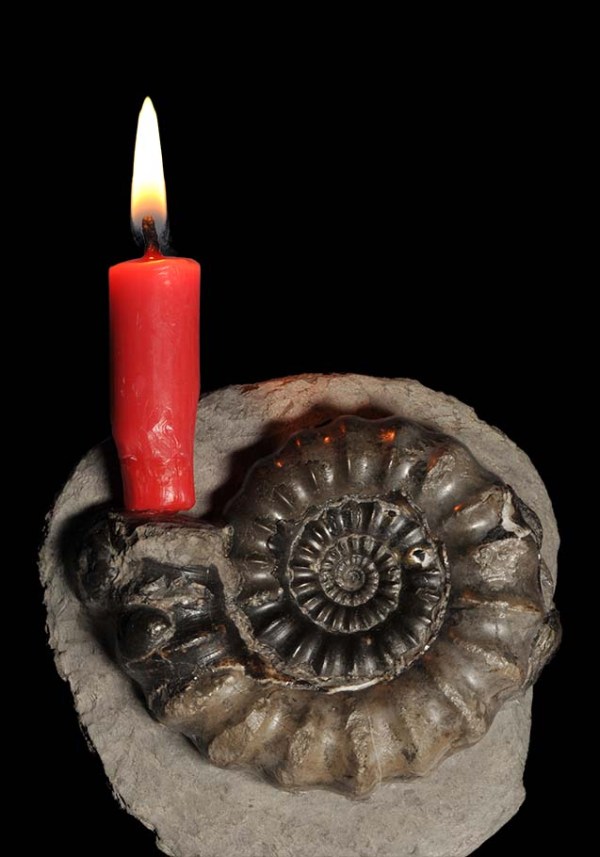 Aegoceras (Androgynoceras) maculatum, 7 cm