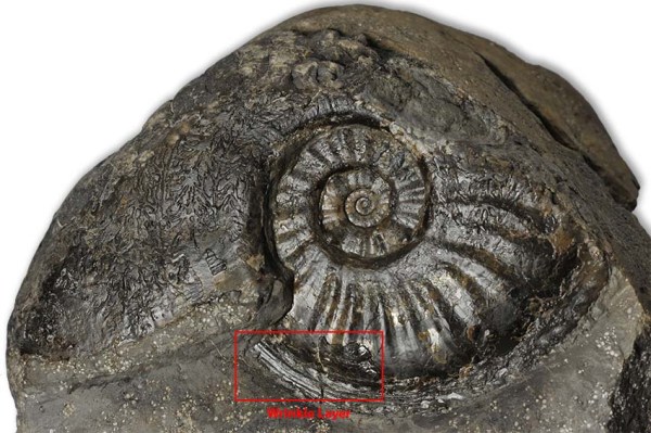 Amaltheus gibbosus (SCHLOTHEIM 1820), max. width 9 cm, remnanst of wrinkle layer marked