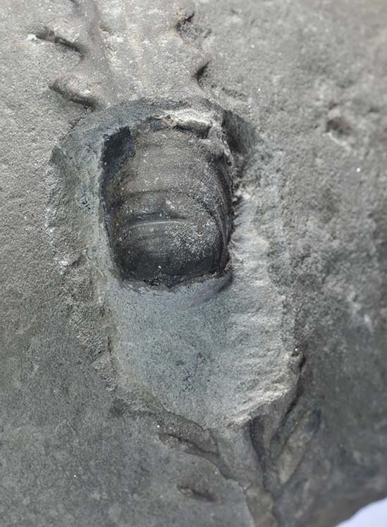 Detail of anaptychus, width of anaptychus = 7 mm, height = 13 mm