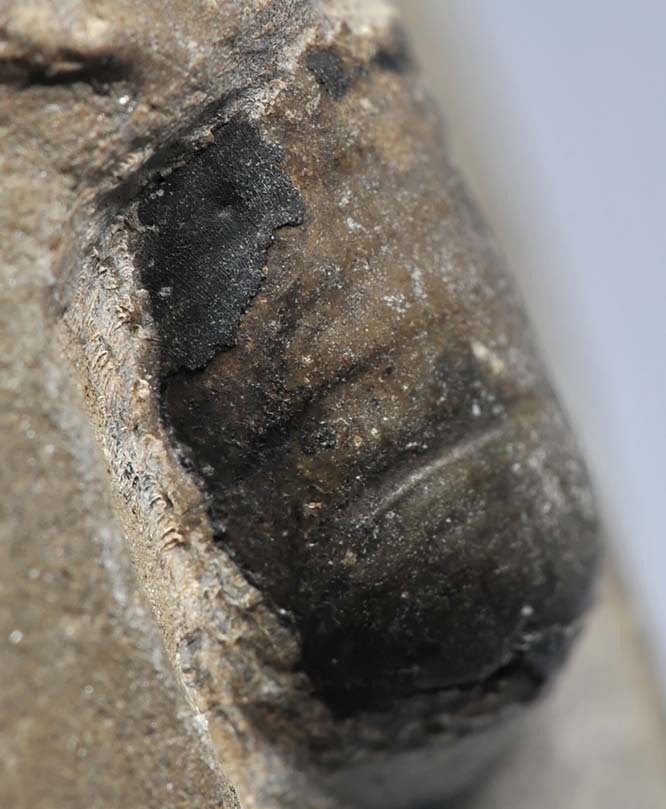 Anaptychus showing structure of remaining black shell
