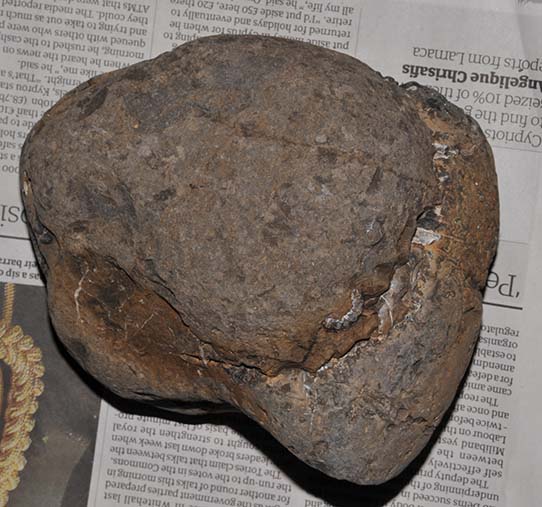 Aegoceras (Beaniceras) luridum as found on top of larger Lytoceras