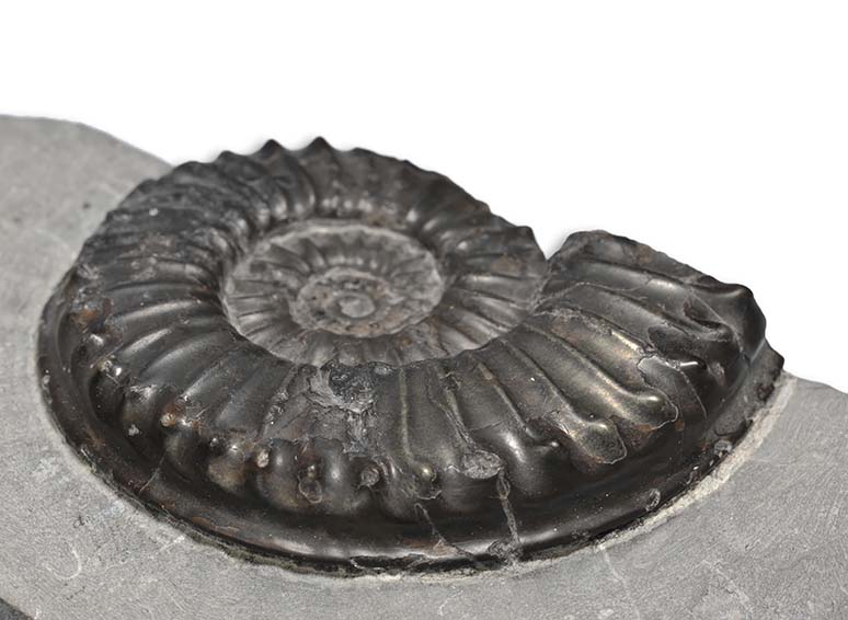 Coroniceras deffneri, 6.5 cm, Holderness Coast