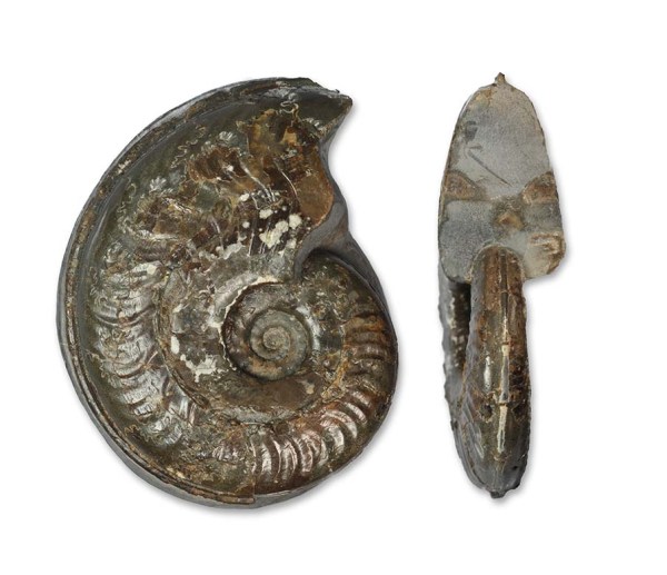 Harpoceras cf. soloniacense, 6.5 cm, Port Mulgrave