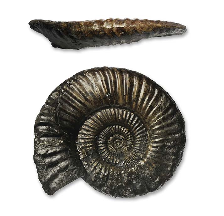 Uptonia lata, 9 cm, Saltburn