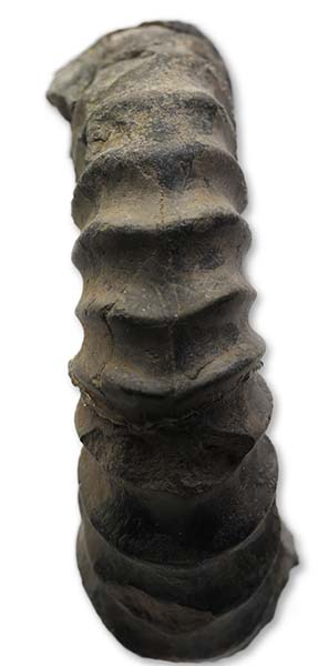 Aegasteroceras cf. crassum, 7.5 cm, keel view