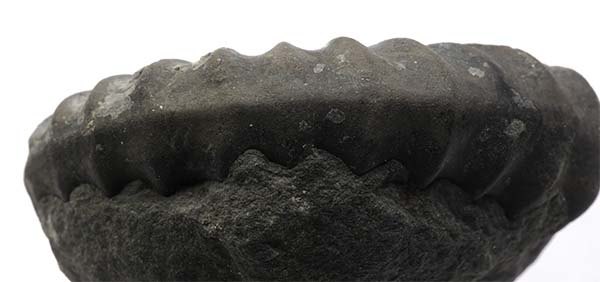 Aegasteroceras sagittarium, 5.5 cm, Robin Hoods Bay, keel view