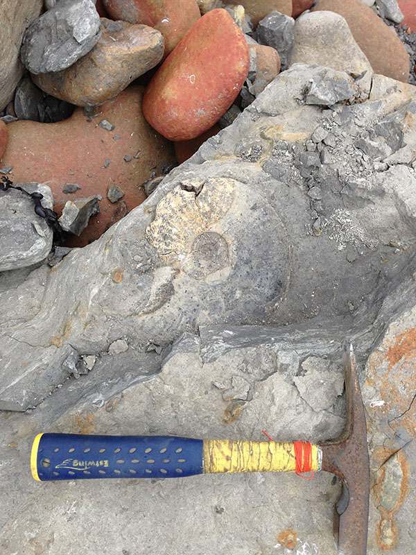 A puzzle of an Amaltheus stokesi...