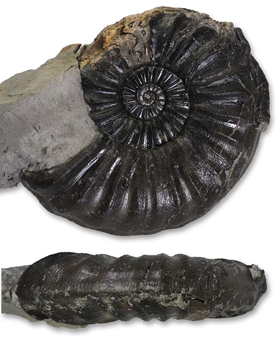 Asteroceras blakei, 6.5 cm, Robin Hoods Bay