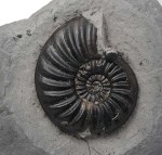 Asteroceras obtusum, 5.5 cm, Robin Hoods Bay