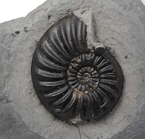 Asteroceras obtusum, 5.5 cm, Robin Hoods Bay