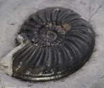 Asteroceras obtusum, 5.5 cm, Robin Hoods Bay, keel view