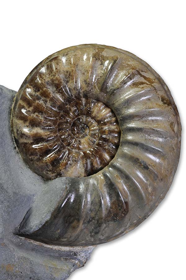 Asteroceras obtusum, 9 cm, Charmouth / Dorset