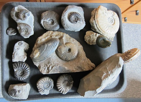 The stage for the Asteroceratinae ist set...