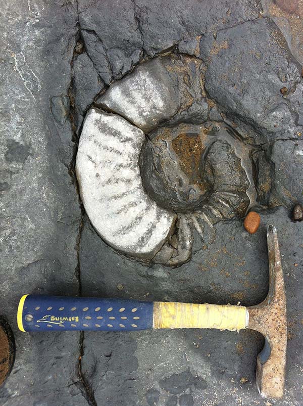 Asteroceras sp. in situ, approx. 20 cm