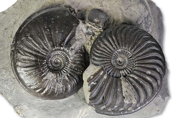 Direkt comparison between Eparietites impedens (left) and Caenisites brooki (right), both 3.5 cm, Robin Hoods Bay