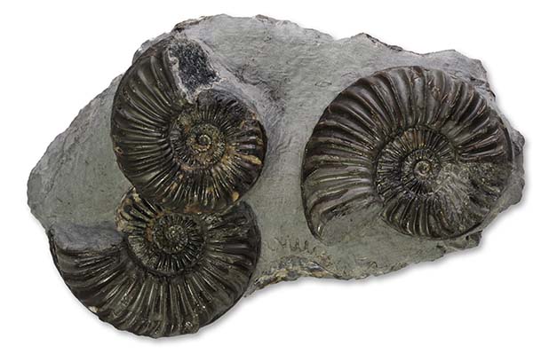 Caenisites cf. brooki, 3 specimen 4-5 cm, Robin Hoods Bay, purchased from B. Blessed