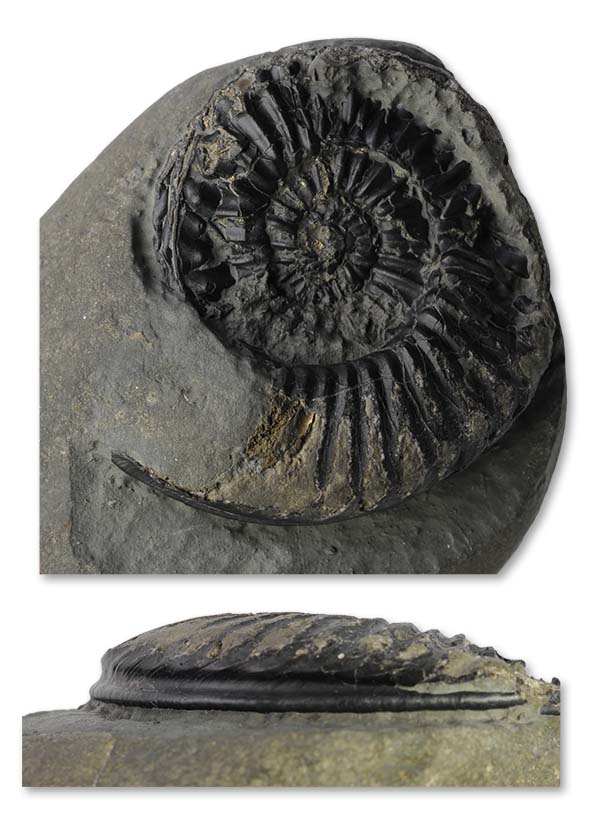 Caenisites turneri, 5 cm, mostly crushed, Robin Hoods Bay