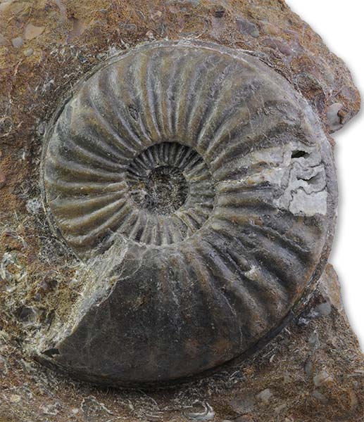 Caenisites brooki, 10 cm, Scunthorpe