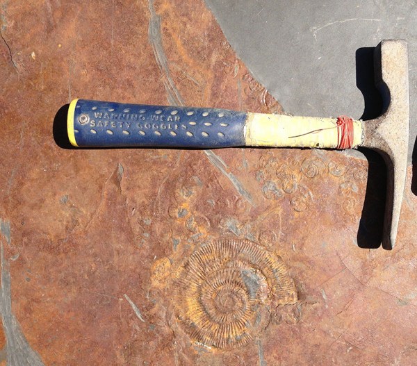 Flattened D. semicelatum and Tiltoniceras