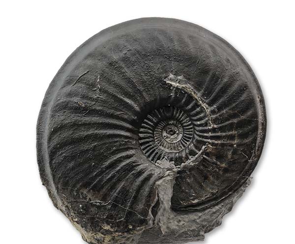 Eparietites impedens, 8 cm, Robin Hoods Bay