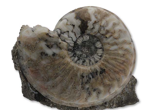 Eparietites impedens, shell removed & polished, 12 cm, Scunthorpe