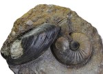 Eparietites impedens, with shell, 7.5 cm, Scunthorpe, purchased from M. Marshall
