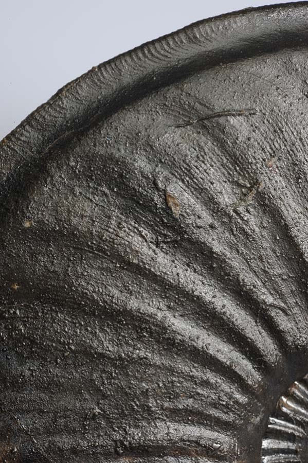 Eparietites impedens, shell detail