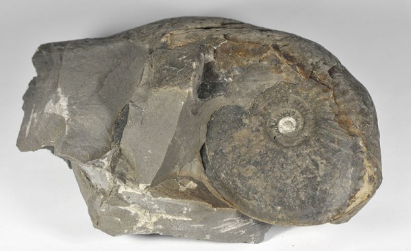 Eparietites impedens as found