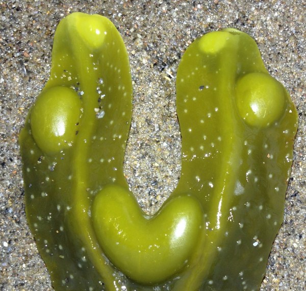 Happy smiling green seamonster !