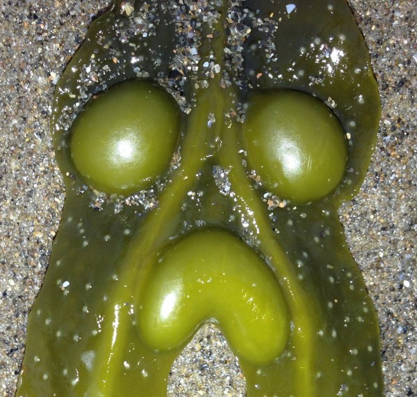 Unhappy green seamonster !