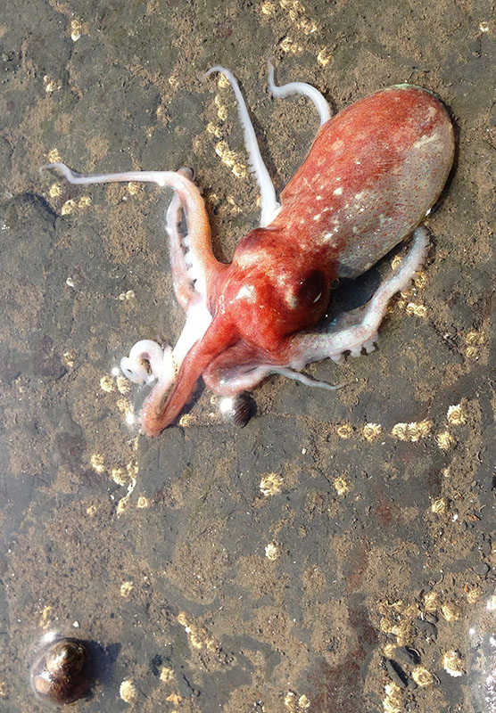 An octupus in a shallow puddle...