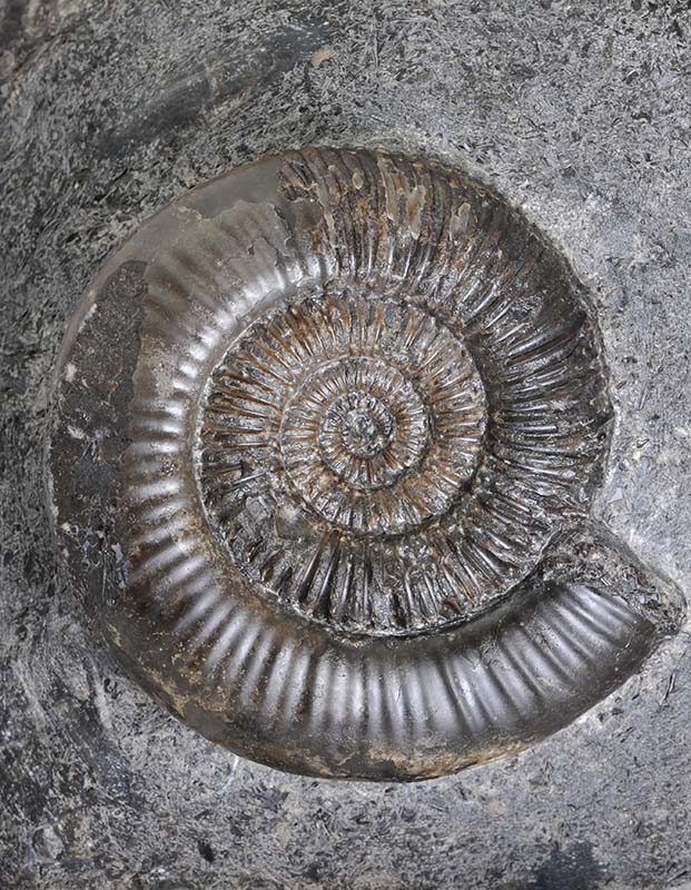 Dactylioceras (Orthodactylites) cf. semiannulatum