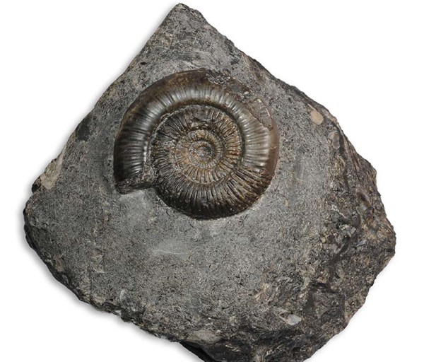 Dactylioceras (Orthodactylites) cf. semiannulatum on belemnite block