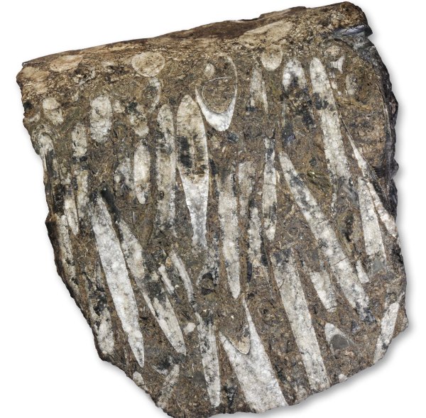 Block with belemnites from other side