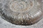 Dactylioceras (Orthodactylites) cf. semiannulatum, Detail of ribbing