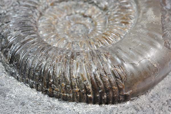 Dactylioceras (Orthodactylites) cf. semiannulatum, Detail of ribbing