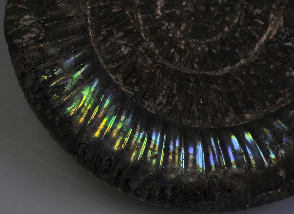 Dacytlioceras commune, 7 cm, with iridescent shell remnants